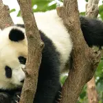 La Cina sfoltisce l'albero delle criptovalute